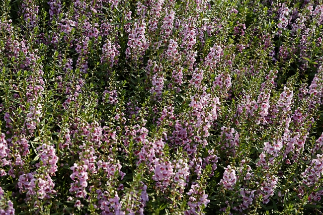 Suan Luang-JUN14-068